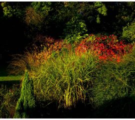 First of October Evening, Gilling Garden 2012, Archival pigment print